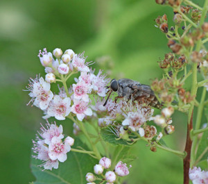 Horsefly on Wildflower