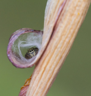 Jumper spider nested in Lilly