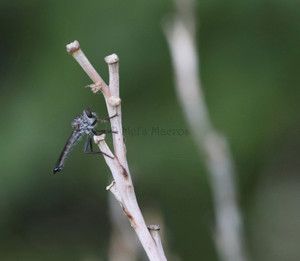 Grey Robber Fly