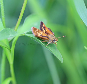 Skipper Butterfly