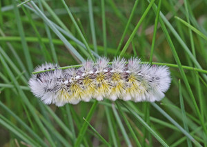 Virgina Ctenucha Moth Caterpillar