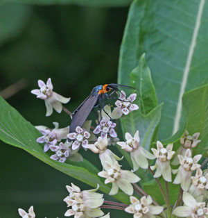 Virginia Ctenucha Moth on Milkweed Flower