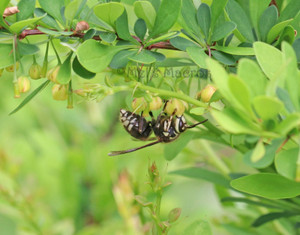 Baldfaced Hornet