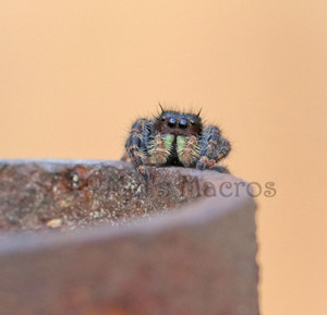 Jumper spider on pipe