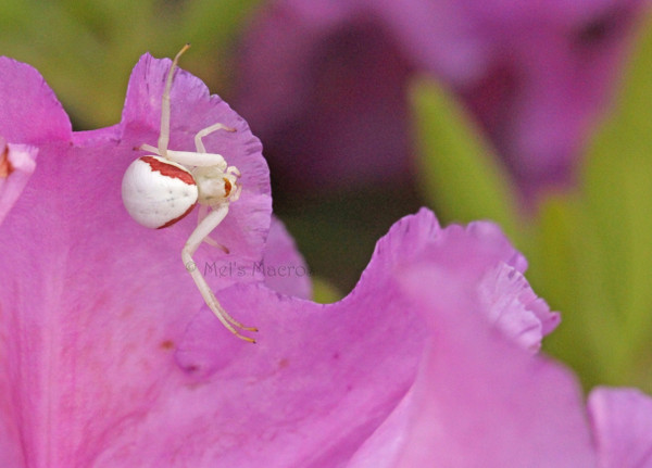 Crab Spider on Rhododendron Flower