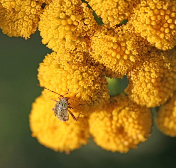 Stink Bug on Common Tansy