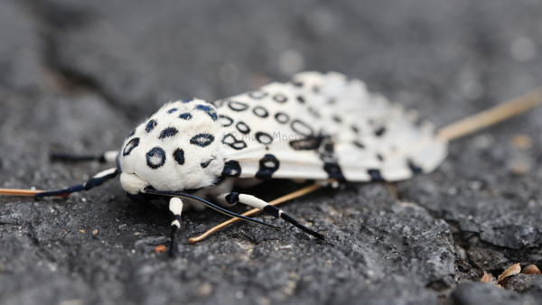 Giant Leopard Moth