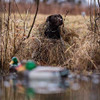 ALPS Outdoorz Alpha Dog Stand Max5 Camo