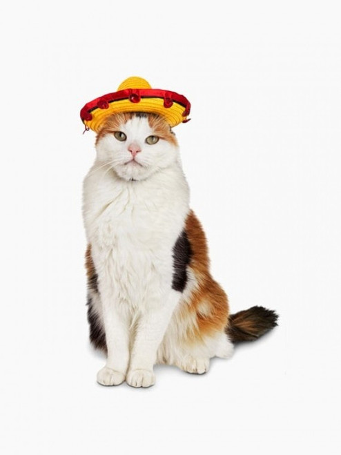 Taco Dog Costume