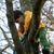 Little Green Radicals - Golden Forest Sweatshirt