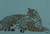 Enfant Terrible - Leopard T-Shirt Rauchgas