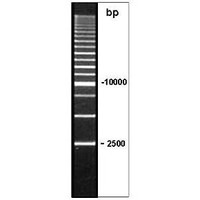 2.5kb DNA Ladder