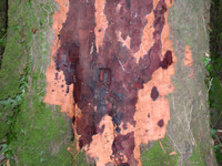Symptoms of Phytophthora kernoviae. A fungal-like disease which affects some tree species. Picture shows necrotic bark on a European beech. 
Open Government Licence "Forestry Commission"