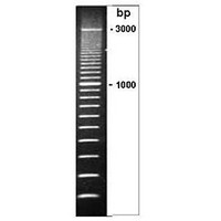 100bp DNA Ladder (Mid)