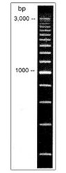 200bp DNA Ladder