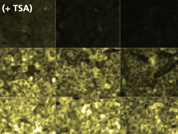 Tyramide Signal Amplification (TSA) stained tissue.