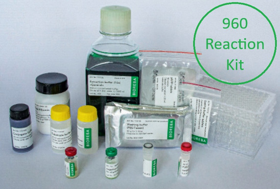 PVX ELISA Kit - 960 Reactions