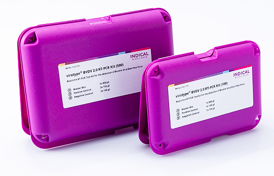 qPCR kit for Bovine Viral Diarrhea Virus (BVDV)