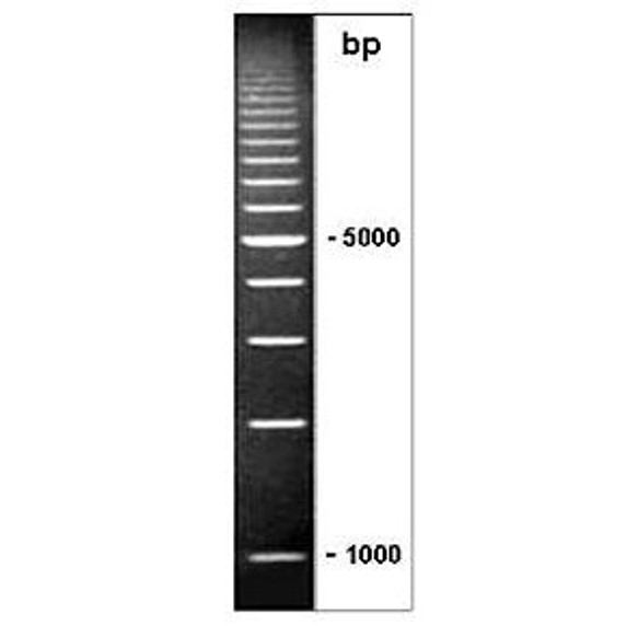 1kb DNA Ladder