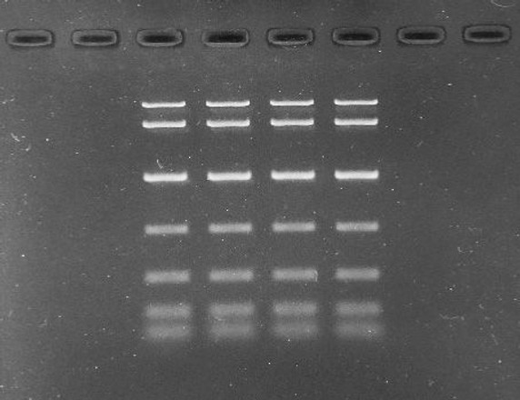 Midori Green Advance TBE Agarose Tablets - (75 pack)