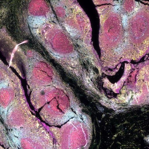 geneworks-spatial-biology-fusion-high-plex-multispectral-1-1-ratio.png