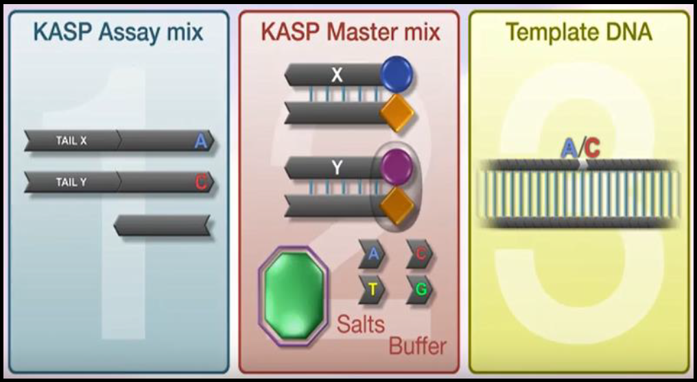 kasp-mastermix-outline.png