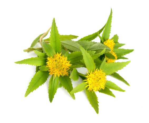 Rhodiola 