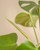 Monstera
