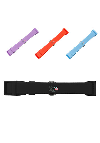 Springer Medium Dog Collar