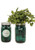 Modern Sprout Glass Indoor Herb Garden Kits