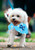 Small Dog Bandana Small Dog Bandana