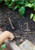 Modern Sprout Flower Seed Pop