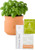 Modern Sprout Tiny Terracotta Big Congrats