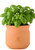 Modern Sprout Tiny Terracotta Big Congrats