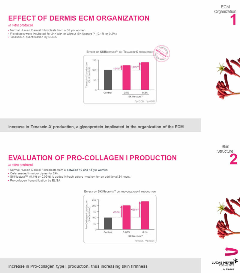 effectof-dermis-and-collagen.jpg effectof-dermis-and-collagen.jpg
