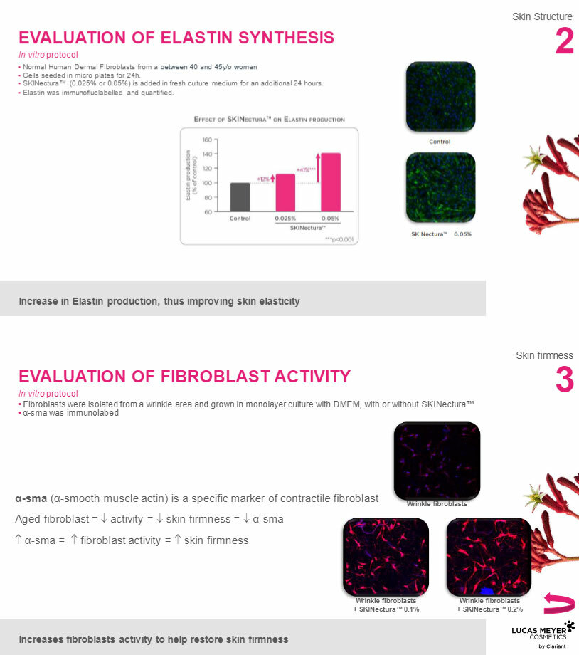 elastin-and-fibroblast-effects.jpg elastin-and-fibroblast-effects.jpg