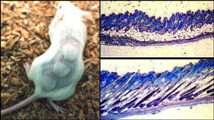 cp's on mouse *courtesy of Skinbiology and Dr. Pickart. 