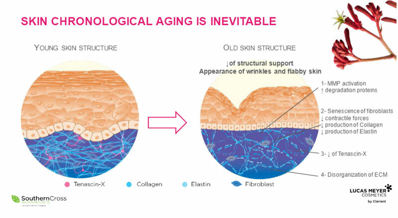 skinaging.jpg skinaging.jpg