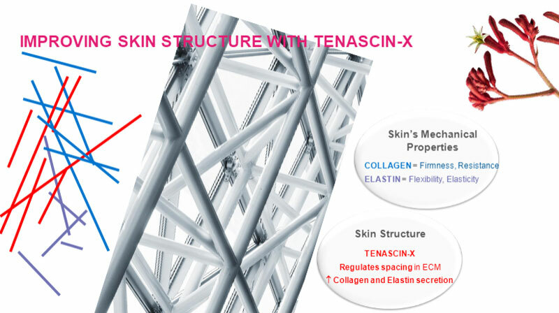 tenacin-x-growth.jpg tenacin-x-growth.jpg