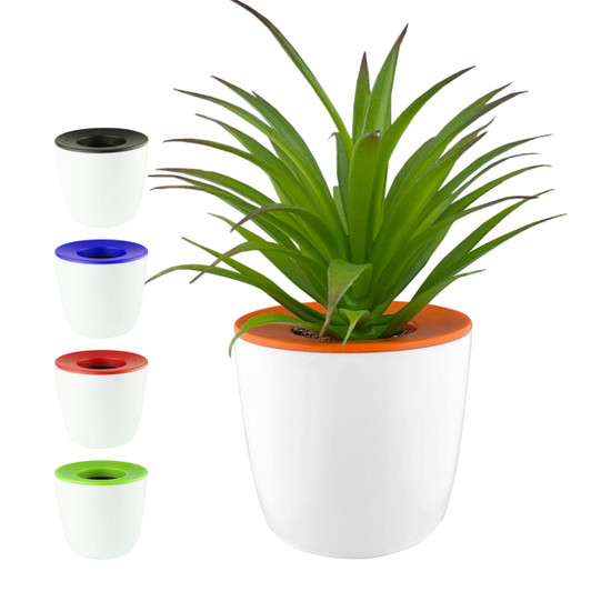 A white mini desk plant pot featuring a green plant, with coloured rims in black, blue, red, and green.