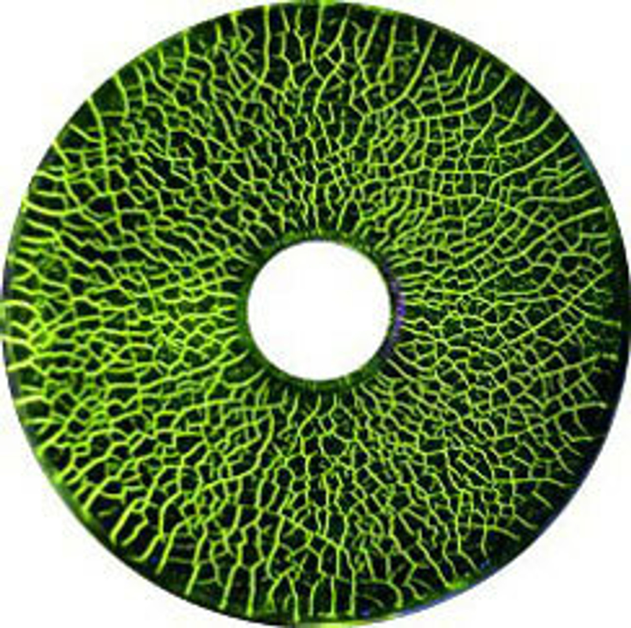 Magnetic Particle Accessories & Consumables