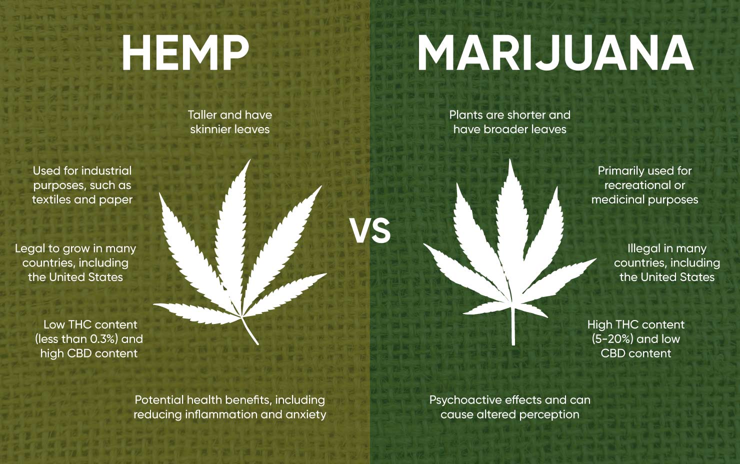 Hemp vs. Marijuana: What's the Difference?
