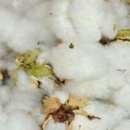 Cotton Tales