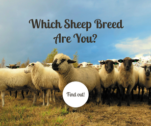 Which Sheep Breed Are You? 