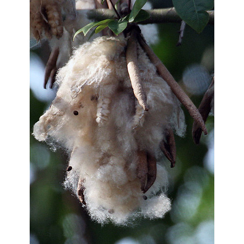 Kapok silk cotton is a great eco-friendly amigurumi stuffing