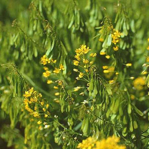 Safflower Dye Seed Pack / Red - Yellow