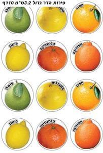 Citrus Fruit Stickers