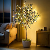 Olive Oasis Tree