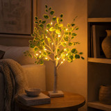 Evergreen Birch Tree