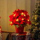 Radiant Ruby Poinsettia